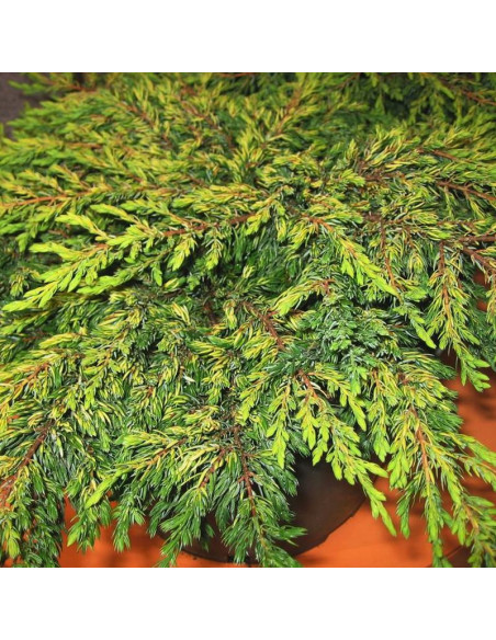 Goldschatz Jałowiec pospolity Juniperus communis