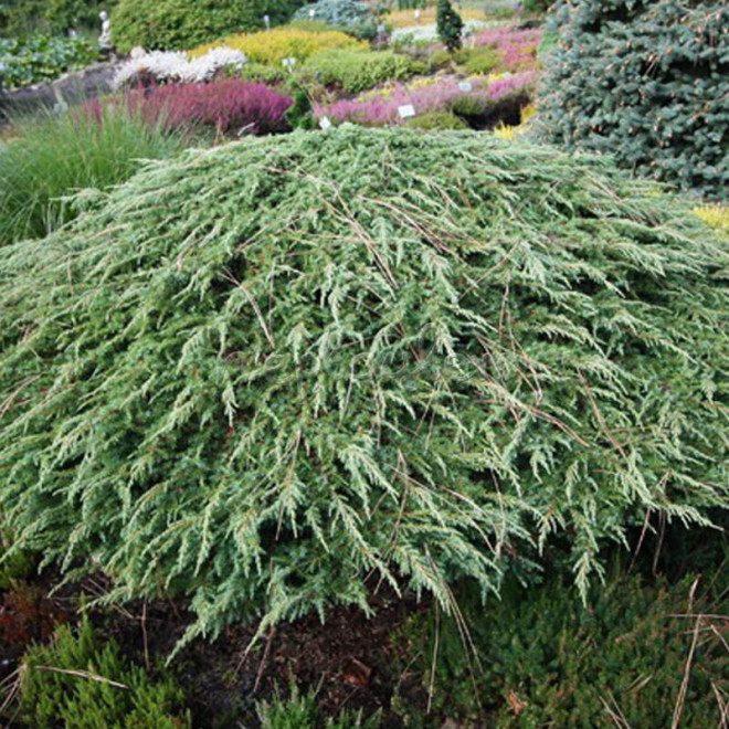 Jałowiec pospolity Green Carpet Juniperus communis