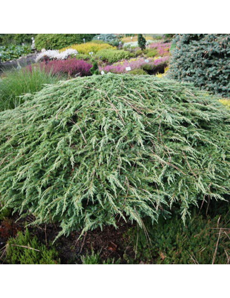 Jałowiec pospolity Green Carpet Juniperus communis