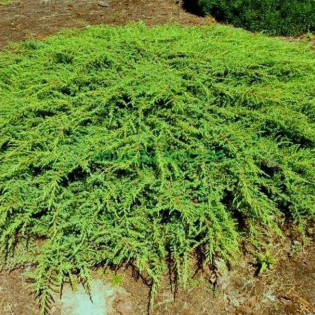 Jałowiec pospolity Green Carpet Juniperus communis 2