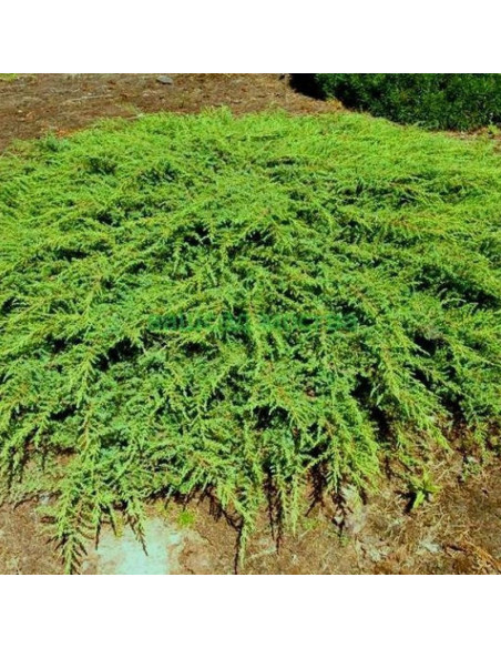 Green Carpet Jałowiec pospolity Juniperus communis