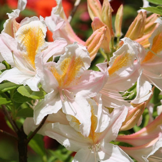 Azalia wielkokwiatowa Irene Koster Rhododendron