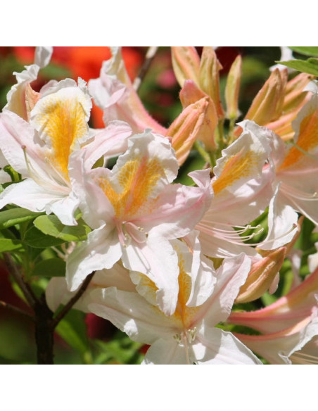 Azalia wielkokwiatowa Irene Koster Rhododendron