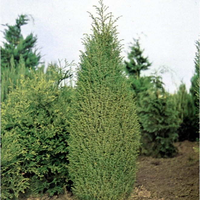 Jałowiec pospolity Hibernica Juniperus communis