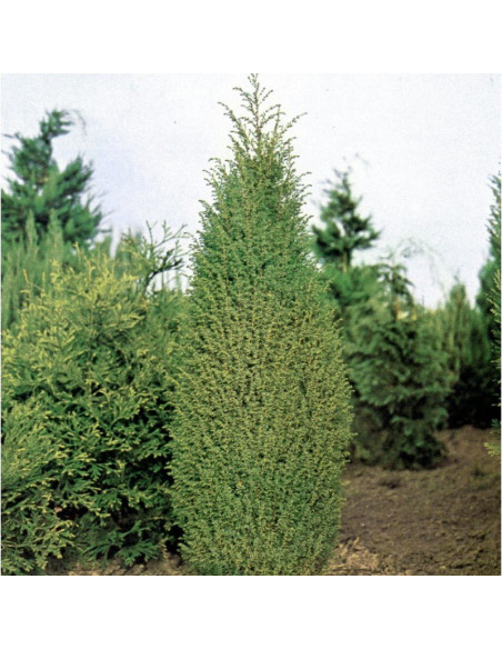 Jałowiec pospolity Hibernica Juniperus communis