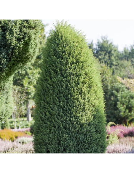 Hibernica Jałowiec pospolity Juniperus communis