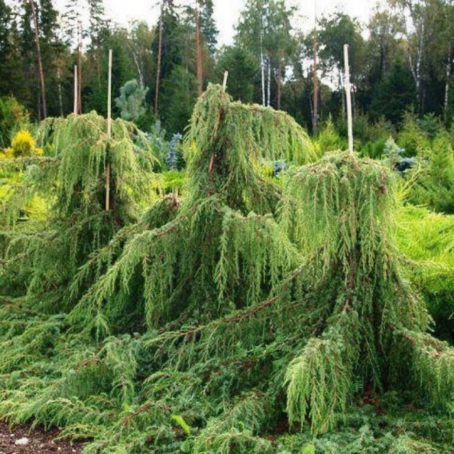 Jałowiec pospolity Horstmann Juniperus communis