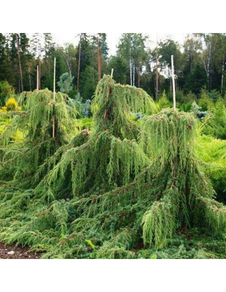 Jałowiec pospolity Horstmann Juniperus communis