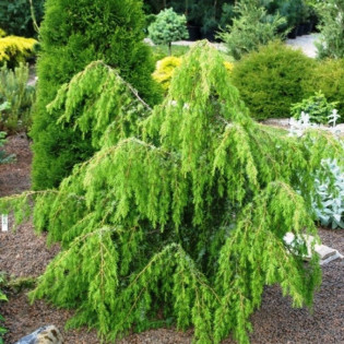 Jałowiec pospolity Horstmann Juniperus communis 2