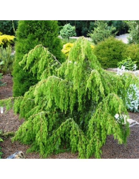 Horstmann Jałowiec pospolity Juniperus communis