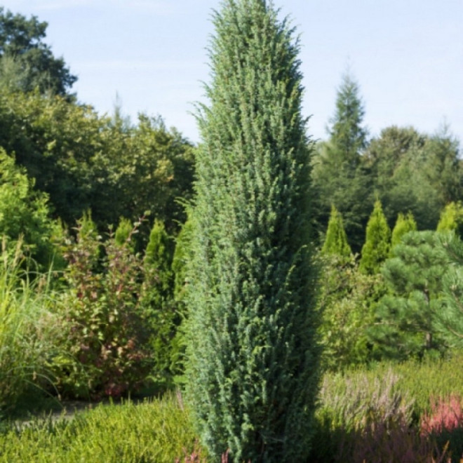 Jałowiec pospolity Meyer Juniperus communis