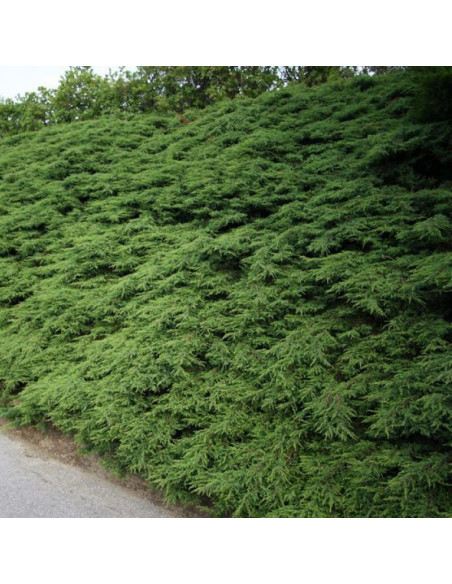 Jałowiec pospolity Repanda Juniperus communis