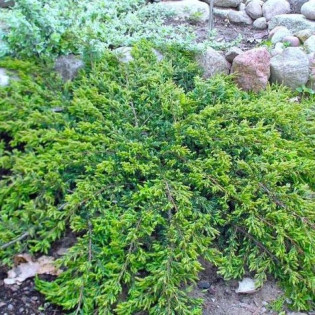 Jałowiec pospolity Repanda Juniperus communis 2