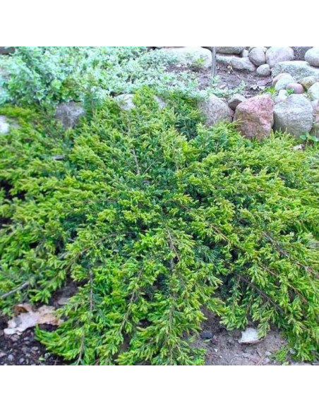 Repanda Jałowiec pospolity Juniperus communis