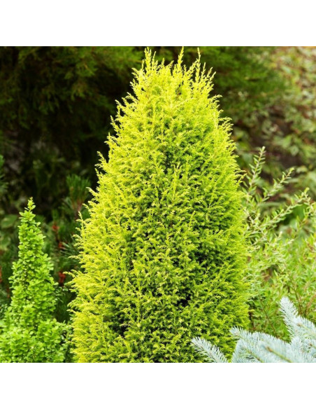 Jałowiec pospolity Suecica Juniperus communis