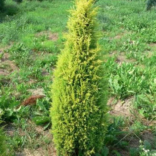 Jałowiec pospolity Suecica Juniperus communis 2