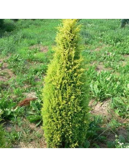 Suecica Jałowiec pospolity Juniperus communis