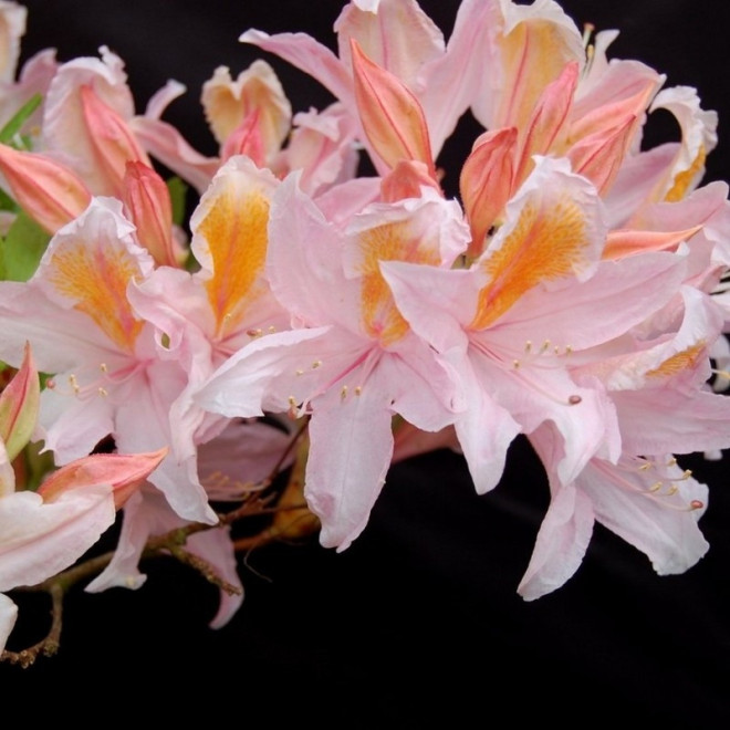 Rhododendron Azalia wielkokwiatowa Irene Koster