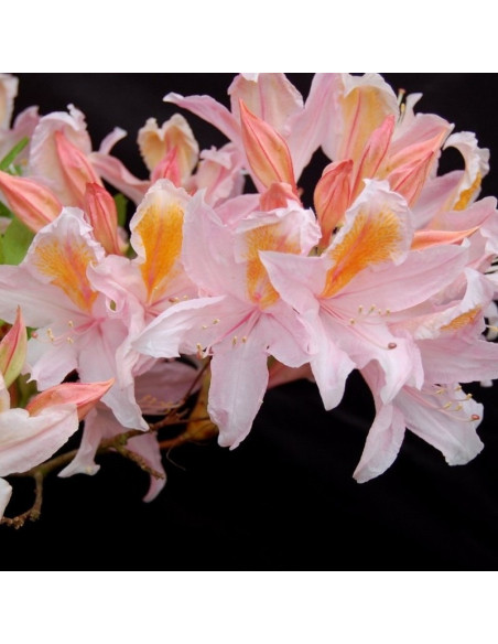 Rhododendron Azalia wielkokwiatowa Irene Koster
