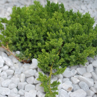 Jałowiec rozesłany Nana Juniperus procumbens