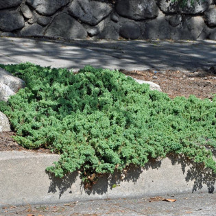 Jałowiec rozesłany Nana Juniperus procumbens 2