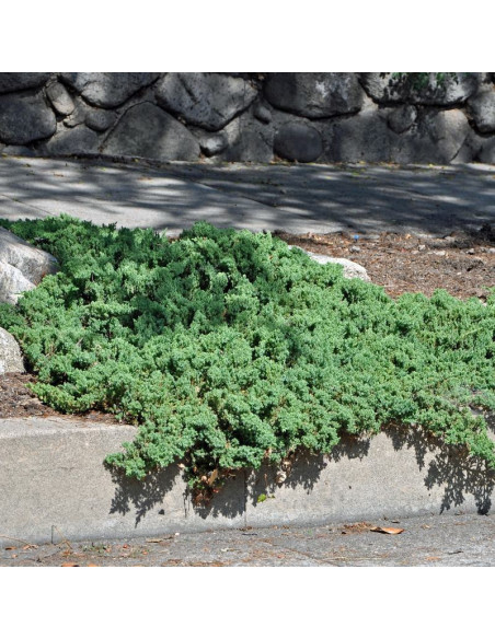 Nana Jałowiec rozesłany Juniperus procumbens