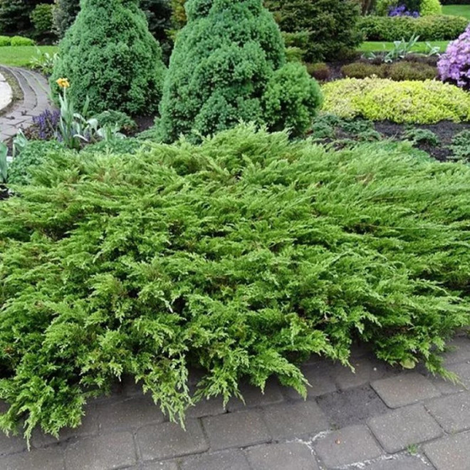 Jałowiec sabiński Arcadia Juniperus sabina