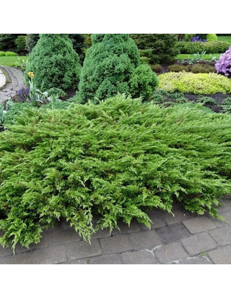 Jałowiec sabiński Arcadia Juniperus sabina