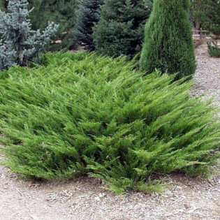 Jałowiec sabiński Arcadia Juniperus sabina 2