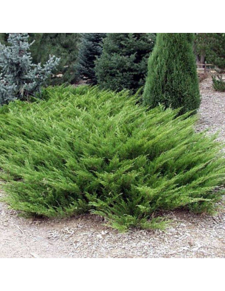 Arcadia Jałowiec sabiński Juniperus sabina