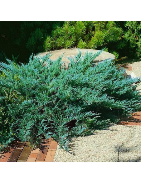 Jałowiec sabiński Blaue Donau Juniperus sabina