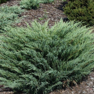 Jałowiec sabiński Blaue Donau Juniperus sabina 2