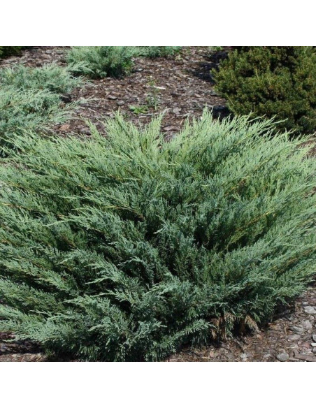 Blaue Donau Jałowiec sabiński Juniperus sabina