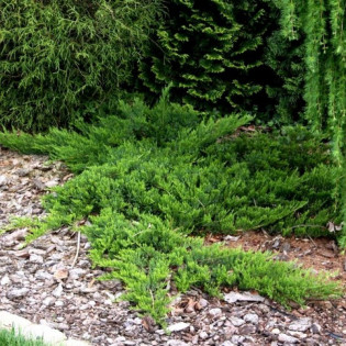 Jałowiec sabiński Broadmoor Juniperus sabina