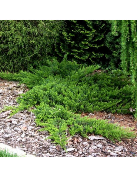 Jałowiec sabiński Broadmoor Juniperus sabina