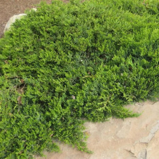 Jałowiec sabiński Broadmoor Juniperus sabina 2
