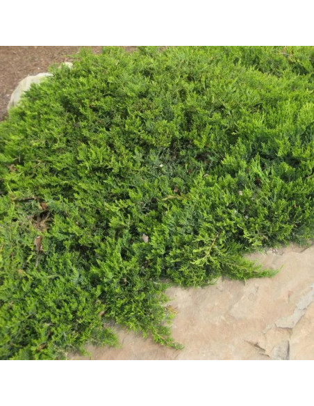 Broadmoor Jałowiec sabiński Juniperus sabina