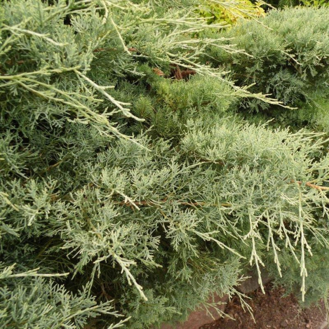 Jałowiec sabiński Glauca Juniperus sabina