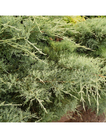 Jałowiec sabiński Glauca Juniperus sabina