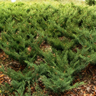 Jałowiec sabiński Glauca Juniperus sabina 2