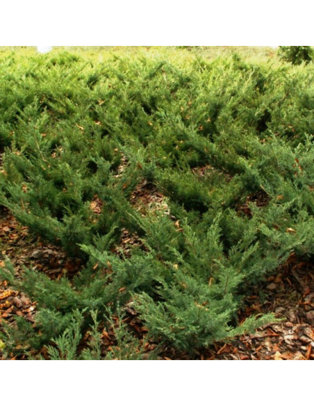 Glauca Jałowiec sabiński Juniperus sabina