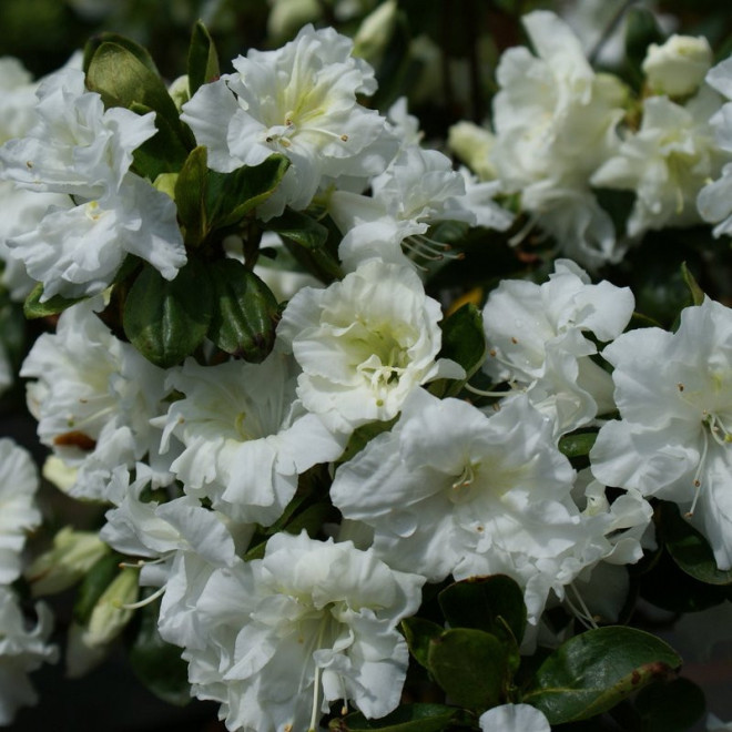 Azalia japońska Eisprinzessin PBR Rhododendron obtusum