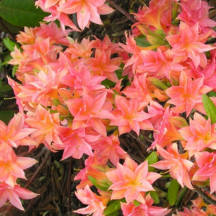 Azalia wielkokwiatowa J'l Tasso Rhododendron