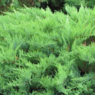 Jałowiec sabiński Mas Juniperus sabina