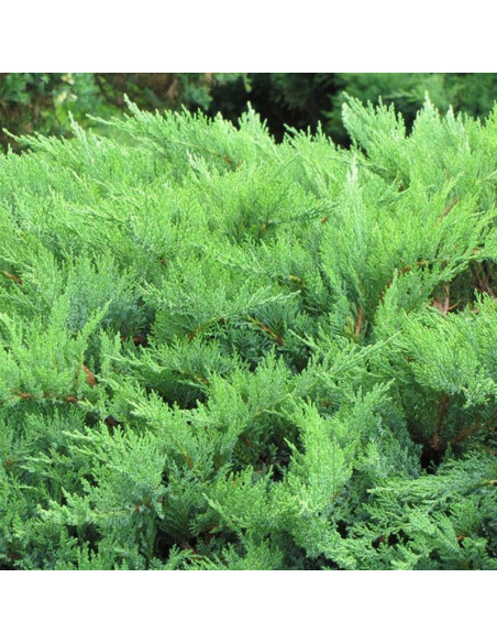 Jałowiec sabiński Mas Juniperus sabina