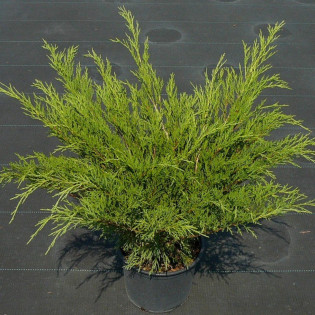 Jałowiec sabiński Mas Juniperus sabina 2