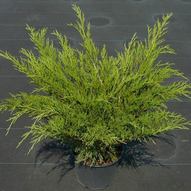 Mas Jałowiec sabiński Juniperus sabina Mas Jałowiec sabiński Juniperus sabina