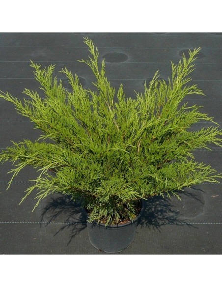 Mas Jałowiec sabiński Juniperus sabina