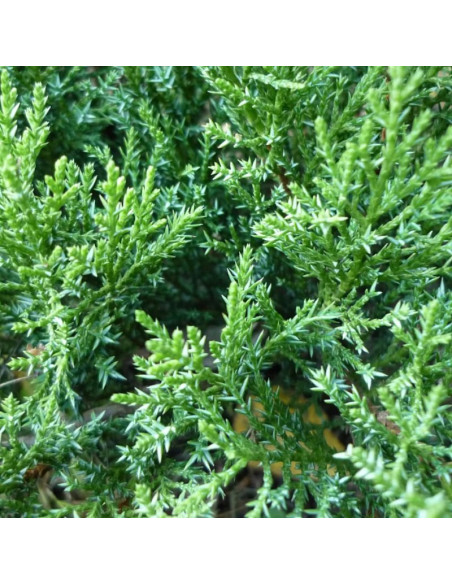 Jałowiec sabiński Tam No Blight Juniperus sabina