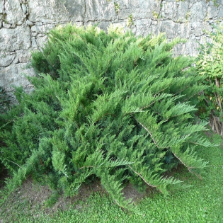 Jałowiec sabiński Tam No Blight Juniperus sabina 2